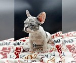 Small Photo #4 French Bulldog Puppy For Sale in POTOMAC, MD, USA