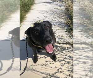 Labrador Retriever-Unknown Mix Dogs for adoption in Mechanicsburg, PA, USA
