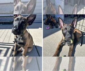 Belgian Malinois Puppy for sale in EAGLE, WI, USA