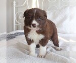 Small Photo #3 Border Collie Puppy For Sale in KINZERS, PA, USA