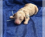 Small #4 Goldendoodle (Miniature)