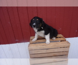 English Shepherd Puppy for sale in FREDERICKSBRG, PA, USA