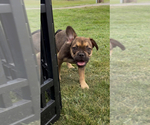 Small #4 French Bulldog