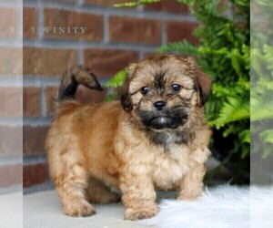 Cavachon-Shih Tzu Mix Puppy for sale in MORGANTOWN, PA, USA