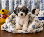 Small #12 Morkie