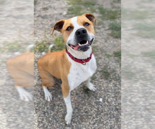 Medium Photo #16 Mutt Puppy For Sale in Bemidji, MN, USA
