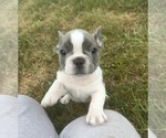 Puppy Puppy 2 French Bulldog