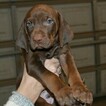 Small Photo #13 Vizsla-Weimaraner Mix Puppy For Sale in MILLBROOK, AL, USA