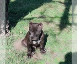 Puppy Mad Max American Bully