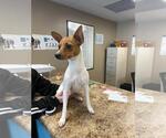 Small #2 Rat Terrier Mix