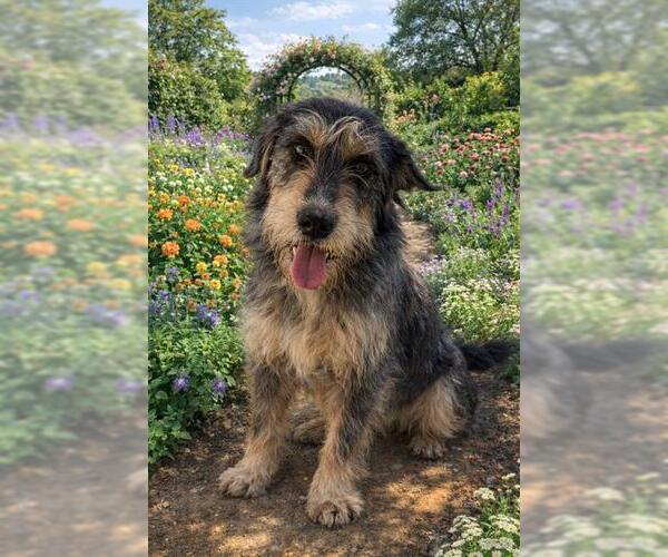 Medium Photo #1 Mutt Puppy For Sale in Globe, AZ, USA