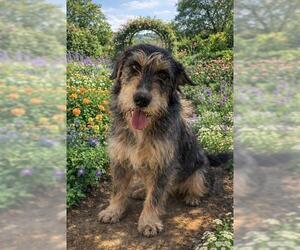 Mutt Dogs for adoption in Globe, AZ, USA