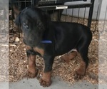 Puppy Barkley Doberman Pinscher