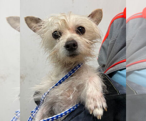 Medium Photo #3 Mutt Puppy For Sale in Claremore, OK, USA