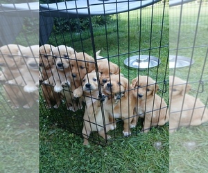 Golden Retriever Puppy for sale in GOSHEN, NH, USA