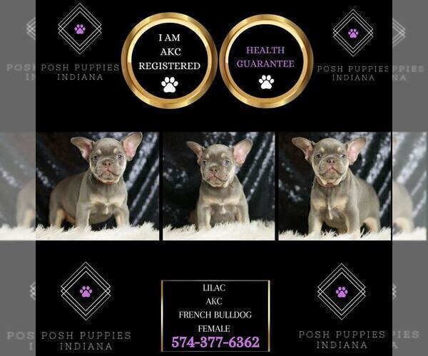 Medium Photo #3 French Bulldog Puppy For Sale in WARSAW, IN, USA