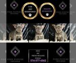 Small Photo #3 French Bulldog Puppy For Sale in WARSAW, IN, USA