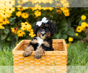 Bernedoodle (Miniature) Puppy for sale in TOPEKA, IN, USA