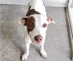 Small #1 American Pit Bull Terrier Mix