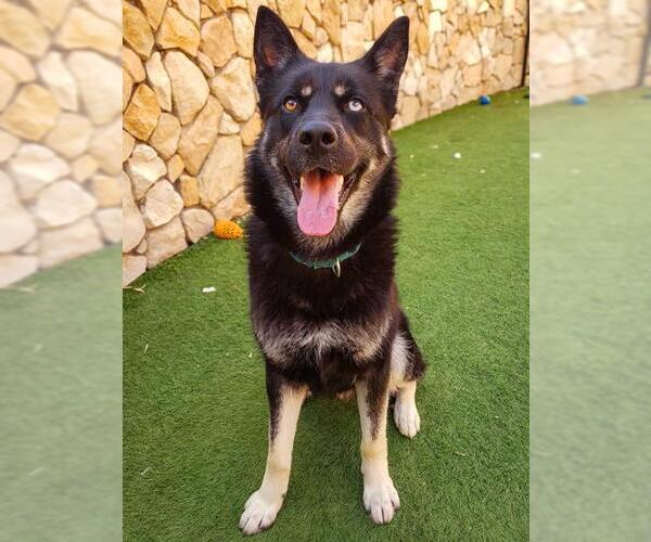 Medium Photo #1 German Shepherd Dog-Siberian Husky Mix Puppy For Sale in Sacramento, CA, USA