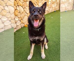 German Shepherd Dog-Siberian Husky Mix Dogs for adoption in Sacramento, CA, USA