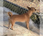 Small #2 Chihuahua Mix