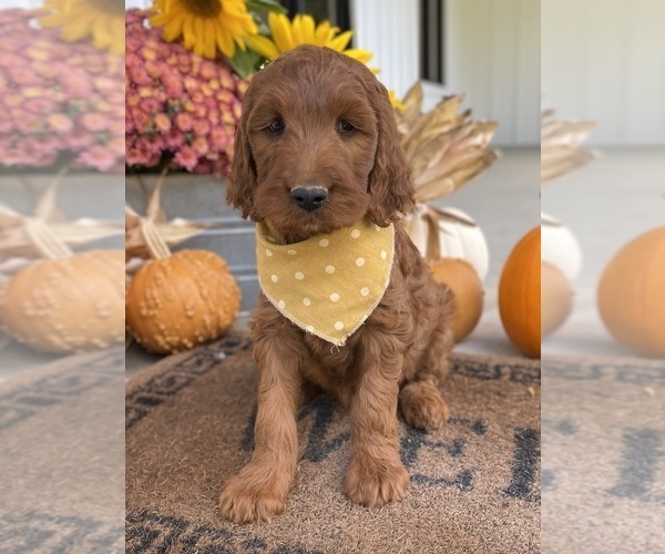 Medium Photo #6 Irish Doodle Puppy For Sale in WOOSTER, OH, USA