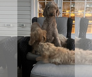 Mother of the Goldendoodle puppies born on 04/09/2025