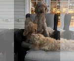 Small Photo #1 Goldendoodle Puppy For Sale in PARKER, CO, USA