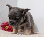 Small Photo #67 French Bulldog Puppy For Sale in GOSHEN, IN, USA