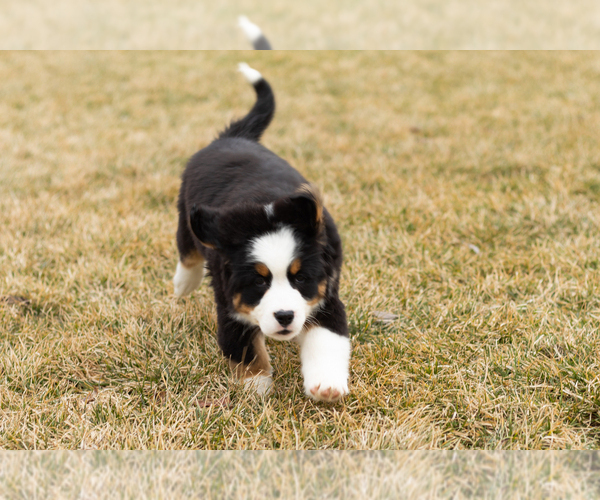 Medium Photo #64 Bernese Mountain Dog Puppy For Sale in MILLERSBURG, IN, USA