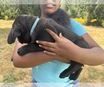 Small #15 Cane Corso-Rottweiler Mix