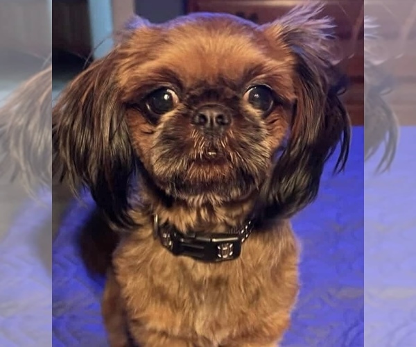 Medium Photo #1 ShihPoo Puppy For Sale in MONTEREY, TN, USA