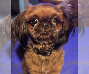 Father of the ShihPoo puppies born on 08/08/2025