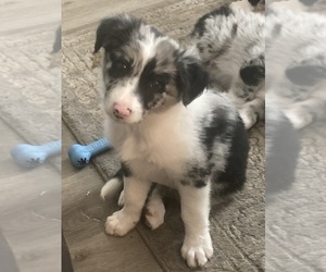 Border Collie Puppy for sale in RICHMOND, IN, USA