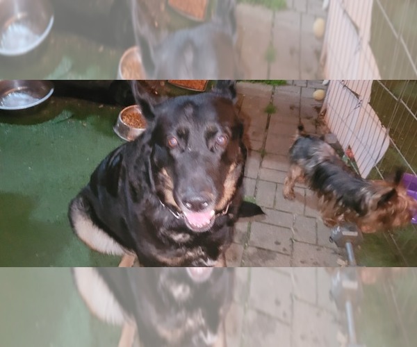 Medium Photo #6 German Shepherd Dog Puppy For Sale in AKRON, OH, USA