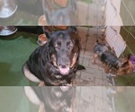 Small #5 German Shepherd Dog