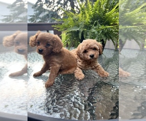 Cavapoo Puppy for sale in KALAMAZOO, MI, USA