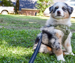 Small Photo #5 Australian Shepherd Puppy For Sale in PONTOTOC, MS, USA