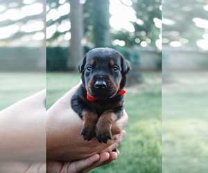 Doberman Pinscher Dog for Adoption in VANCOUVER, Washington USA