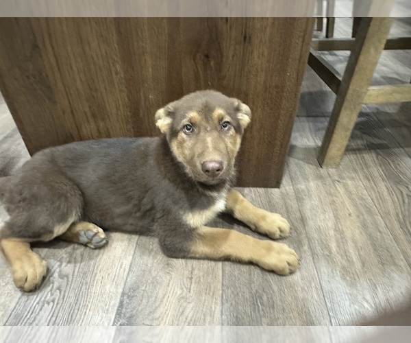 Medium Photo #11 German Shepherd Dog Puppy For Sale in OSAGE CITY, KS, USA
