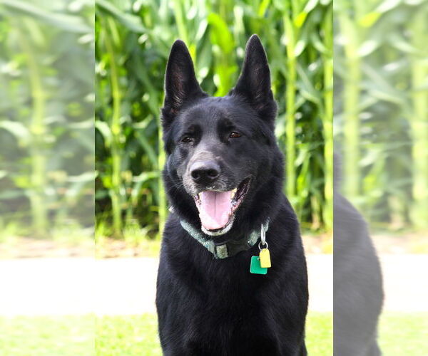Medium Photo #3 German Shepherd Dog Puppy For Sale in Evansville, IN, USA