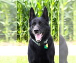 Small #2 German Shepherd Dog