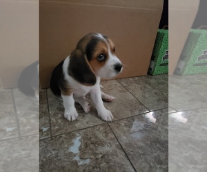 Beagle Puppy for sale in CHICAGO, IL, USA