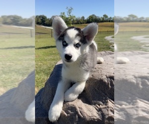 Siberian Husky Puppy for Sale in DEARBORN, Missouri USA