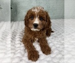 Image preview for Ad Listing. Nickname: Clara
