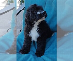 Aussiedoodle Puppy for sale in MARION, TX, USA