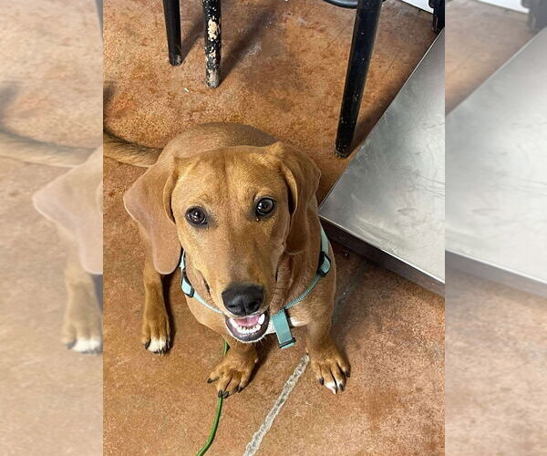 Medium Photo #1 Basset Hound-Unknown Mix Puppy For Sale in Bolivar, MO, USA