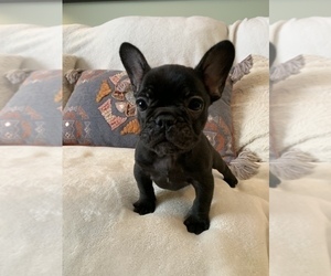 French Bulldog Puppy for sale in JOHNS ISLAND, SC, USA