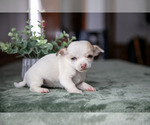 Puppy 5 Chihuahua
